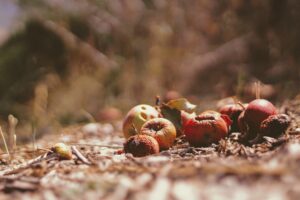 Read more about the article What happens to your food waste?