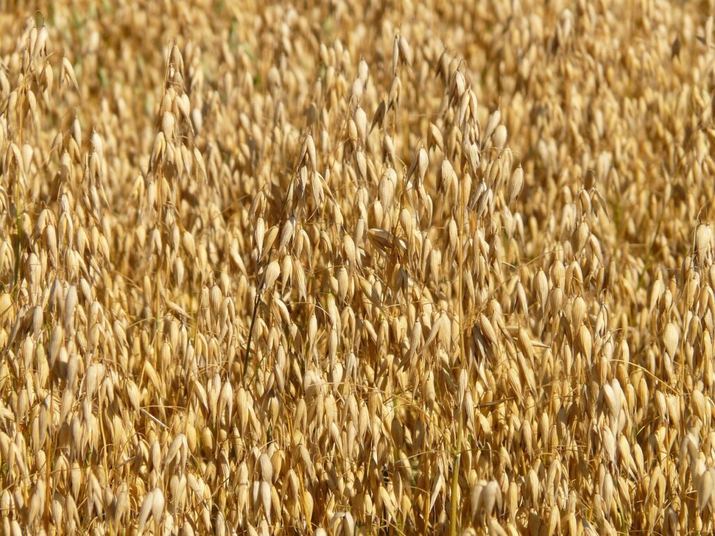 Oat Husks