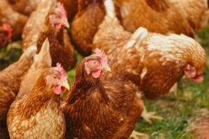 Read more about the article Let’s Talk Chicken Sh**