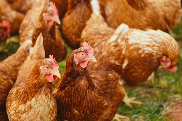 Let’s Talk Chicken Sh**