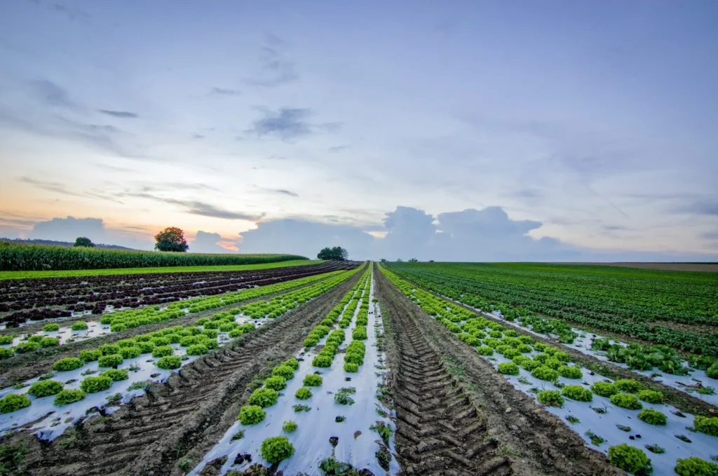 picture of a farm